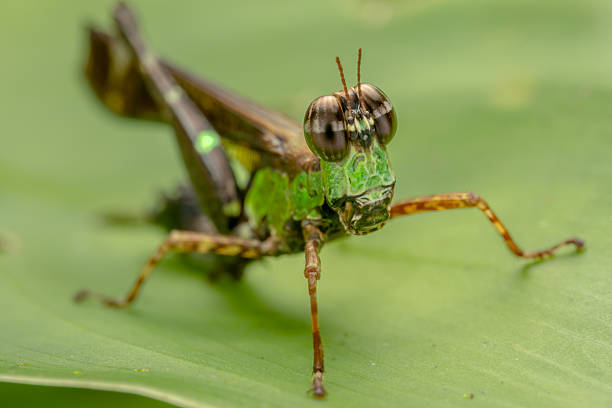 grasshoppers hide in the leaves