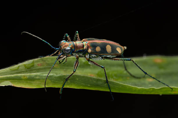 istock Macro image of beautiful Tiger Beetle insect 2222822286