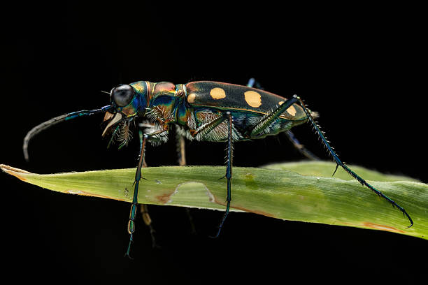 istock Macro image of beautiful Tiger Beetle insect 2222822291