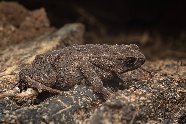 istock Macro image of beautiful long-glanded toad (Ingerophrynus quadriporcatus) on deep Rainforest jungle 2222822349