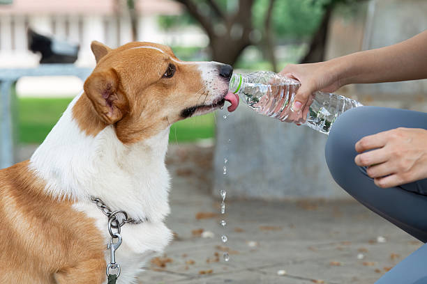 istock Wellness and Hydration. Corgi enjoying water from a bottle in a park. 2222825040