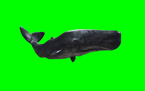 3d Illustration of A Graceful sperm whale glides through deep ocean, surrounded by mystery and silent marine beauty.