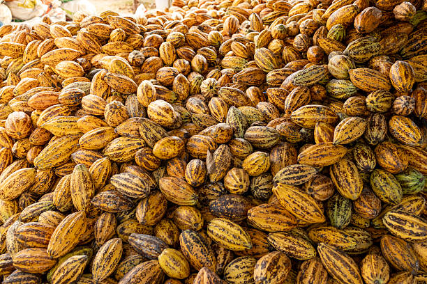 istock Cocoa beans and cocoa pod on a wooden surface. 2222826521