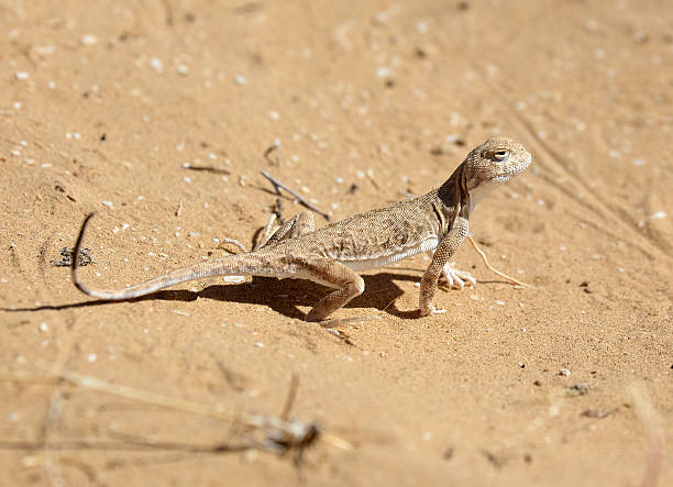 istock Agama lizard on sand in desert area 2222829300