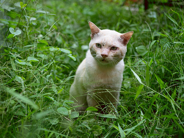 orange cat sit in fresh green garden after rain.