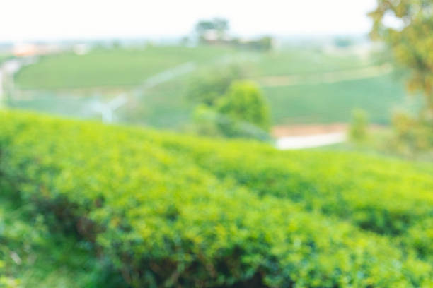 Green tea tree leaves field young tender bud herbal Green tea tree in camellia sinensis organic farm. Close up Fresh Tree tea plantations mountain green nature in herbal farm plant background morning