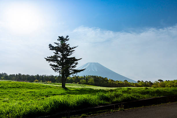 istock A tree in the meadow and mt. fuji. 2222834333