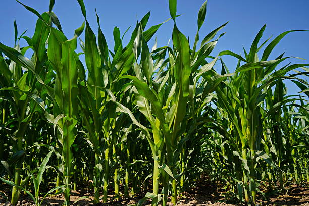 istock A large field of ripening corn. Summer. 2222836937