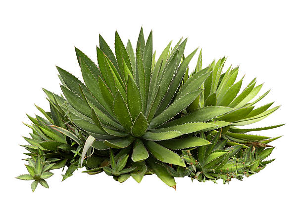 istock Tropical agave plant isolated on white background.This has clipping path. 2222837965