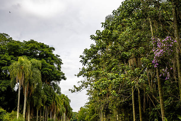 Giant Banyan tree in Victoria park, a large public park in Wan Chai district, Hong Kong.