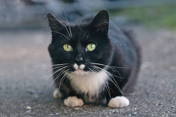 Cute tuxedo cat sitting outoor and looking at camera. Horizontal image with soft focus.
