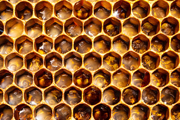 honey bees on white background