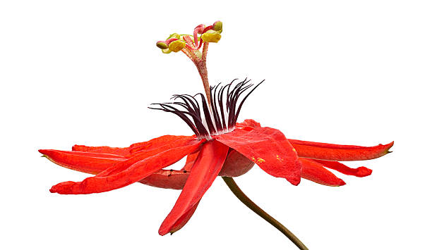 istock Passiflora coccinea, Red passion flower isolated on white background with clipping path 2222841271