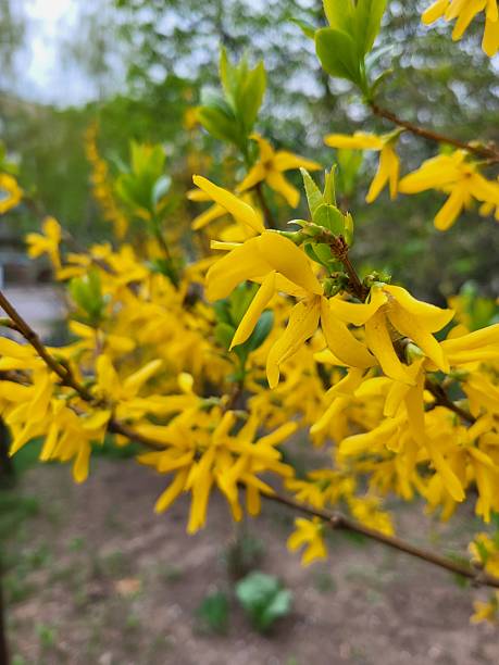 istock Yellow Forsythia Blossoms in Natural Spring Light 2222841402
