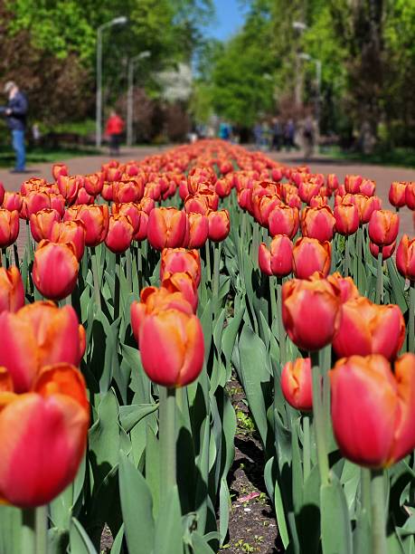 istock Field of bright red tulips in spring 2222842139