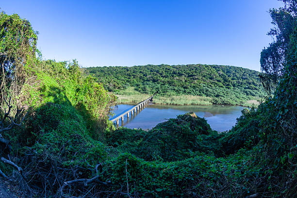 Winding bridge through South African forest.