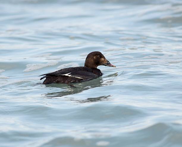 istock Black Scoters swimming on ocean surface 2222845693