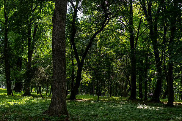 istock Peaceful forest landscape displaying lush greenery and sunlight filtering through the trees in a serene natural setting 2222848078