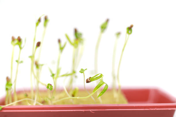 Young sprouts growing in a small red container against a bright white background, soft focus