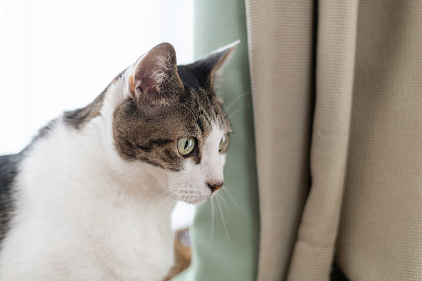 istock Cute cat relaxing by the window 2222848319