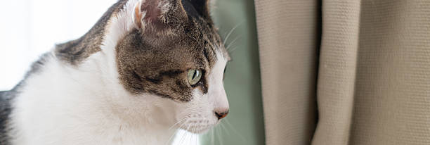 Cute cat relaxing by the window