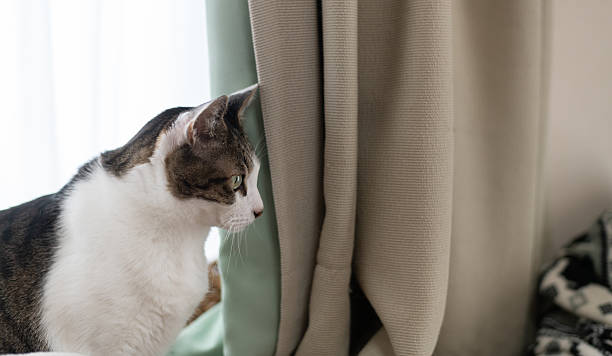 istock Cute cat relaxing by the window 2222848435