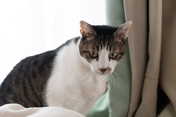 istock Cute cat relaxing by the window 2222848464