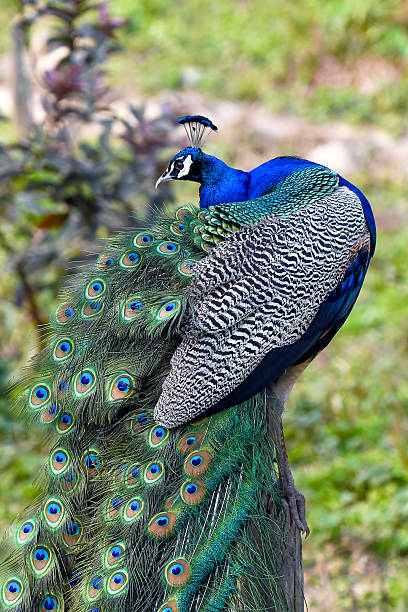 istock Peacock displaying its vibrant feathers in a serene outdoor setting during daylight hours 2222848972