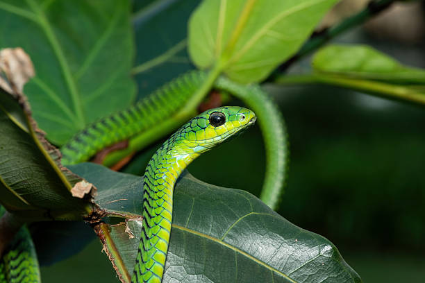 istock Boomslang (Dispholidus typus), also known as a tree snake or African tree snake 2222850479