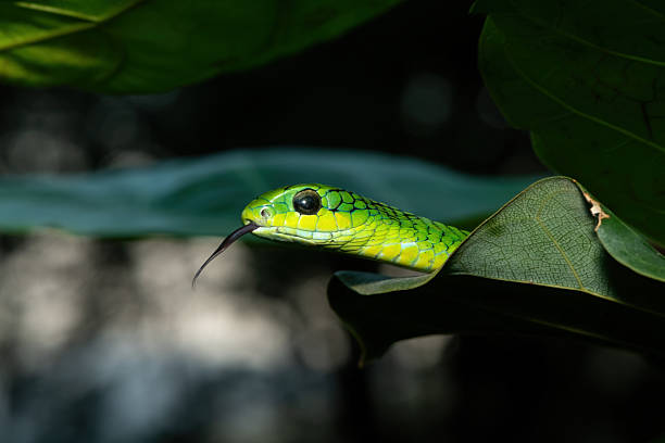 istock Boomslang (Dispholidus typus), also known as a tree snake or African tree snake 2222850495