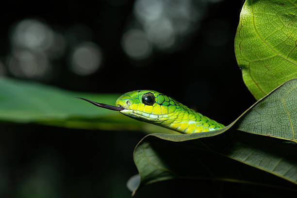 istock Boomslang (Dispholidus typus), also known as a tree snake or African tree snake 2222850501