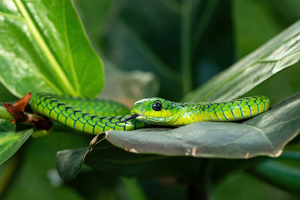 istock Boomslang (Dispholidus typus), also known as a tree snake or African tree snake 2222850551