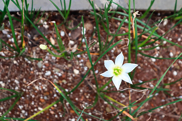 Close-up shot of a blooming white rain lily surrounded by grass and pebbles in a garden setting