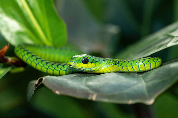 istock Boomslang (Dispholidus typus), also known as a tree snake or African tree snake 2222850617