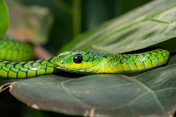 istock Boomslang (Dispholidus typus), also known as a tree snake or African tree snake 2222850703