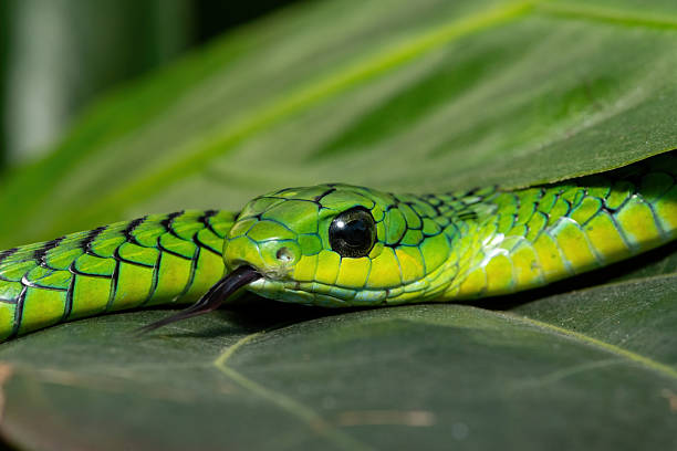 istock Boomslang (Dispholidus typus), also known as a tree snake or African tree snake 2222850711