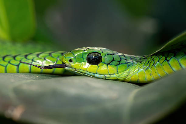 istock Boomslang (Dispholidus typus), also known as a tree snake or African tree snake 2222850745