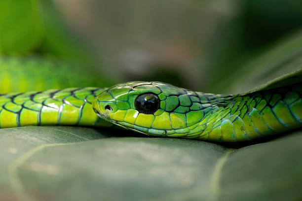 istock Boomslang (Dispholidus typus), also known as a tree snake or African tree snake 2222850761
