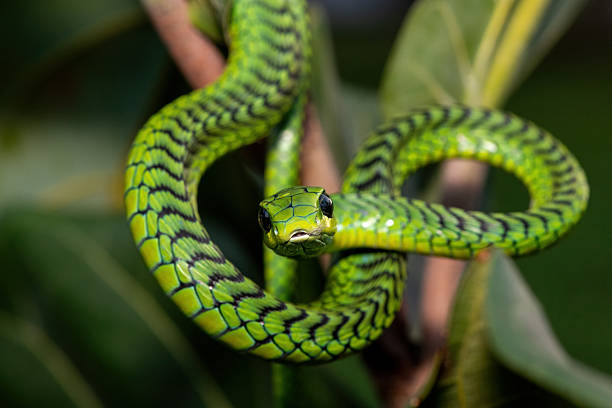istock Boomslang (Dispholidus typus), also known as a tree snake or African tree snake 2222850829