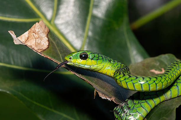 istock Boomslang (Dispholidus typus), also known as a tree snake or African tree snake 2222850932