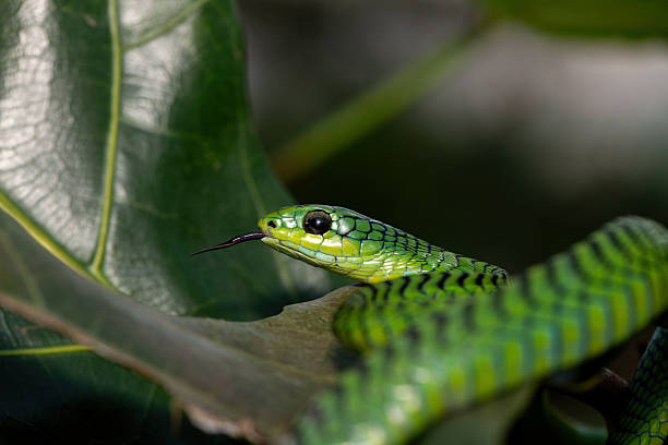 istock Boomslang (Dispholidus typus), also known as a tree snake or African tree snake 2222850975