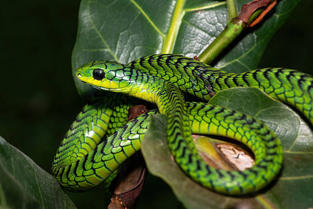 istock Boomslang (Dispholidus typus), also known as a tree snake or African tree snake 2222851066