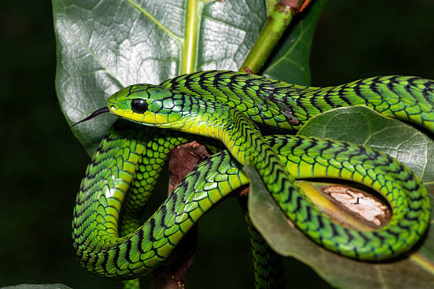 istock Boomslang (Dispholidus typus), also known as a tree snake or African tree snake 2222851143