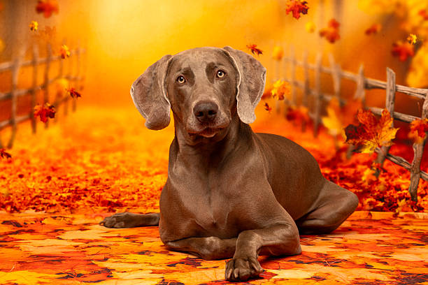 Graceful Weimaraner lying down on a blanket of vibrant fall leaves with golden trees and glowing sunlight in the background. Ideal for elegant pet portraits and cozy autumn-themed content.