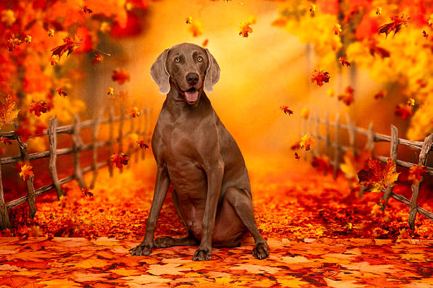 Beautiful Weimaraner sitting on a path covered in orange and red autumn leaves with golden trees and falling foliage. Perfect for seasonal pet photography and elegant autumn-themed content.