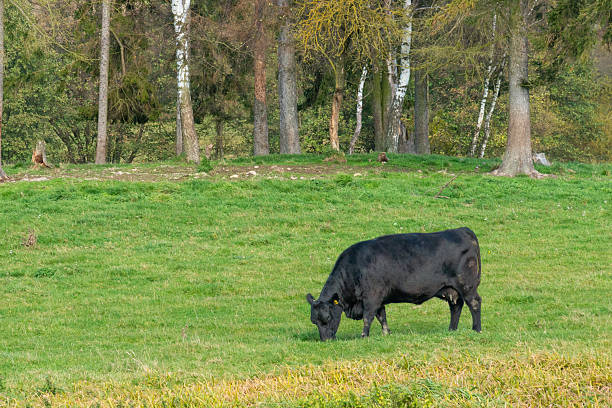 istock Single black meat cattle grazing on pasture 2222853746