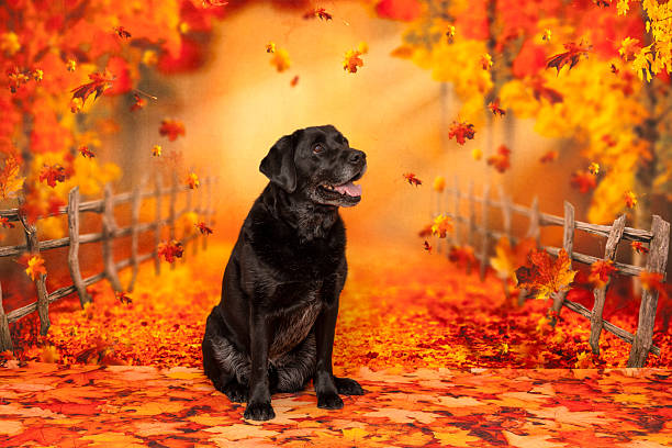 A serene golden retriever sits contentedly, tongue out, on a ground covered with autumn leaves. The dog's relaxed demeanor and smiling gaze convey a sense of peace and satisfaction, perfectly blending with the warm hues of the fall landscape around it.