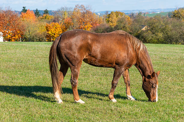 istock Single horse grazing on a pasture 2222853921