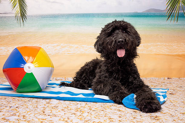 Happy black dog lying on a striped towel next to a colorful beach ball on a sunny tropical beach. Palm trees and ocean waves in the background. Ideal for fun pet and summer vacation themes.