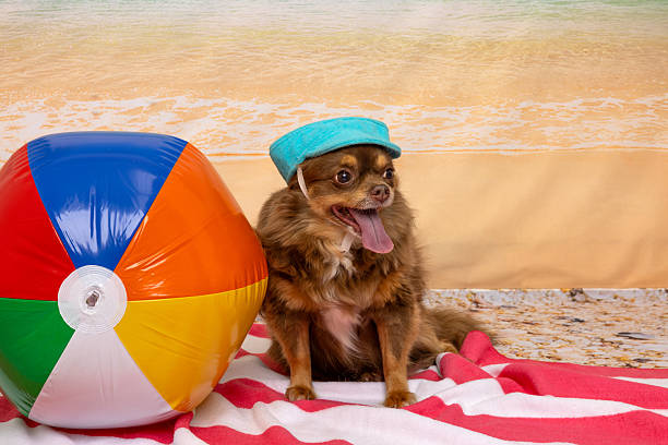 istock Dog in Blue Cap Sitting by Beach Ball on Sand 2222854283